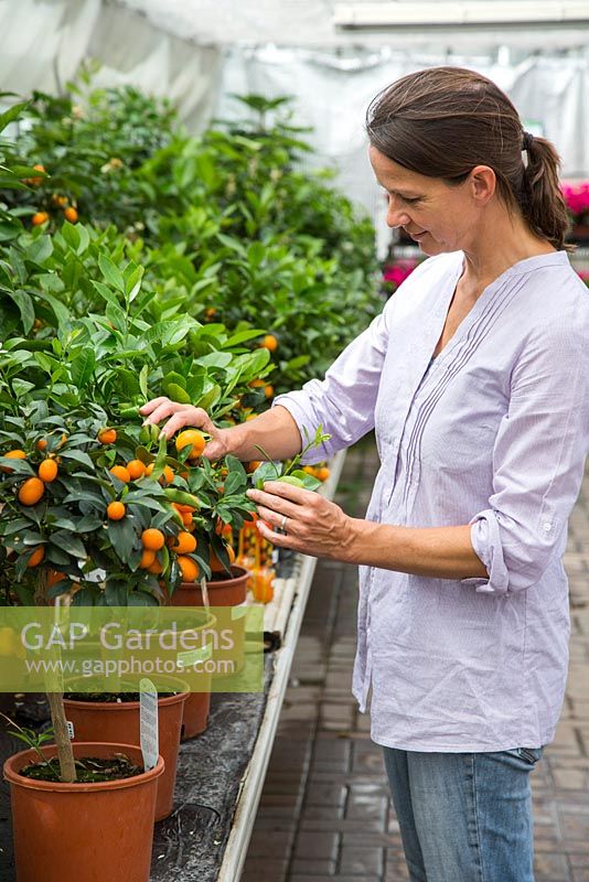 A woman inspecting fruit of x Citrofortunella microcarpa, at a garden centre