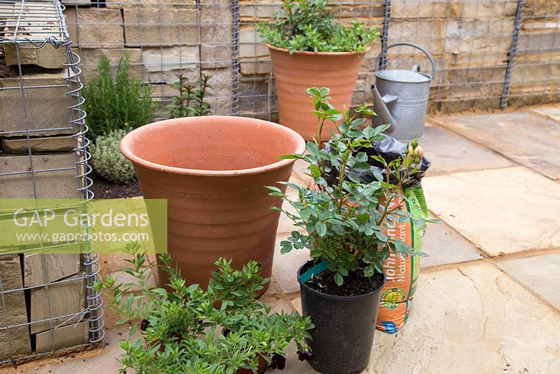 Terracotta pot ready to be planted with Calibrachoa 'Black Cherry' Can Can series and Rosa 'Sweet Dream' - 'Fryminicot'
