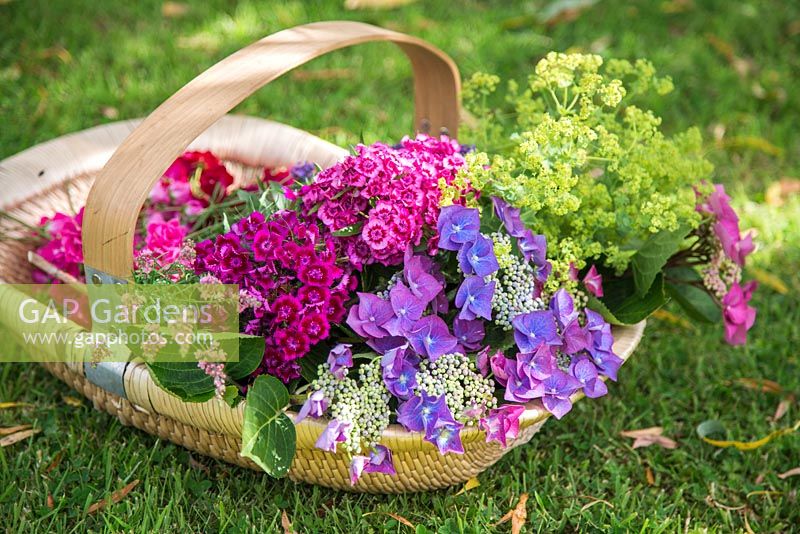 Floral arrangement of Hydrangea, Alchemilla mollis and Dianthus barbatus in a woven trug