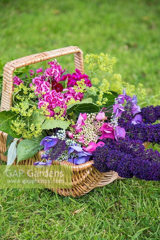 Floral arrangement of Buddleja, Hydrangea, Alchemilla mollis and Dianthus barbatus in a wicker basket