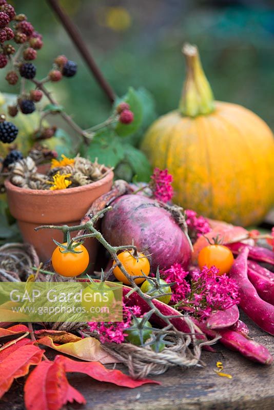 Autumnal display of Onion, Tomatoes, Climbing Bean 'Borlotto Lingua di Fuoco', Rubus fruticosus, Gourd and Calendula seed heads.