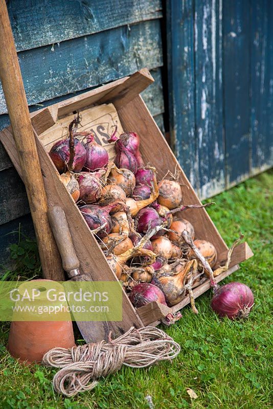 Display of Red and White Onions in a wooden crate, with twine and hand trowel