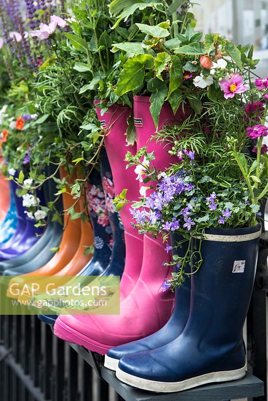 Wellingtons planted with campanula and cosmos flowers.