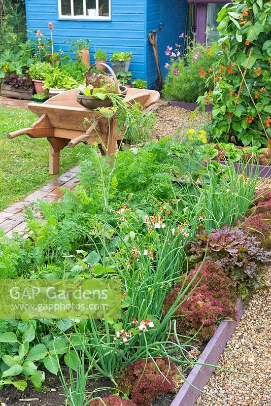 Small summer garden containing brightly coloured raised vegetables plots.