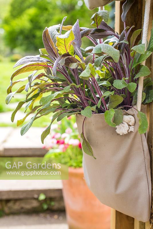 Salvia officinalis 'Purpurascens' in vertical planter. 