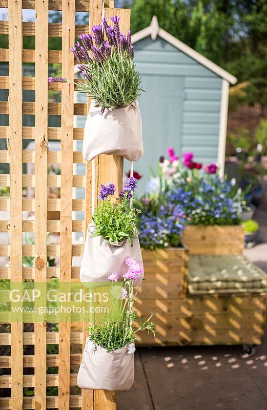 Lavandula stoechas, Scabiosa and Nemesia 'Sky Blue' (P) Aromatica series in vertical planter. 