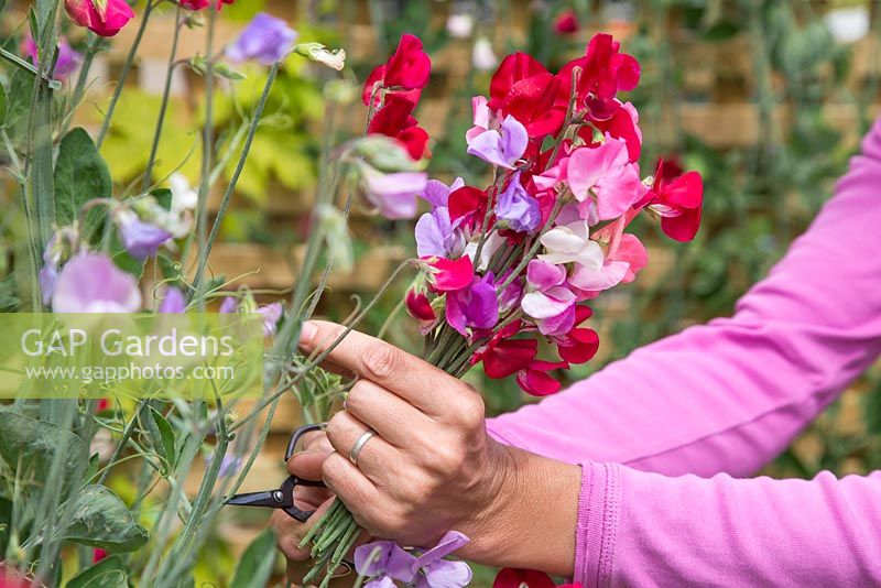 Gathering a bouquet of Sweet peas