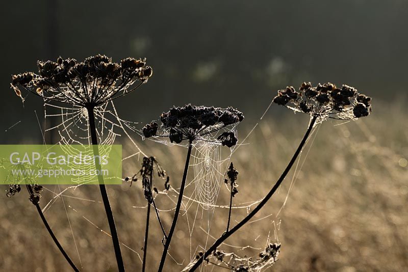 Anthriscus sylvestris - Dew covered cobwebs on cow parsley