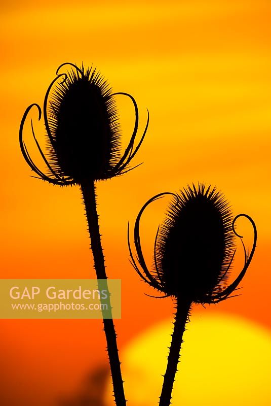 Dipsacus fullonum, Teasel seed heads silhouetted at sunset
