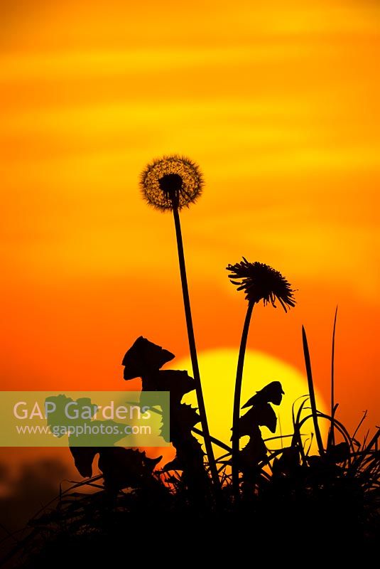 Taraxacum officinale, Common Dandelion seed head clocks silhouetted against sunset