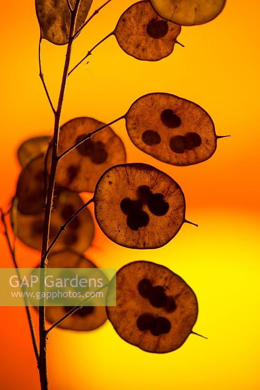 Lunaria annua, Honesty seed heads silhouetted at sunset.
