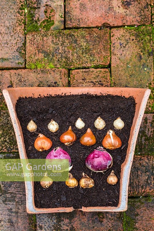 Container cut in half to show the layered effect. Plants include Narcissus 'Hawera', Muscari armeniacum, Hyacinthus orientalis 'Delft Blue' and Tulip 'Sunny Prince'. 