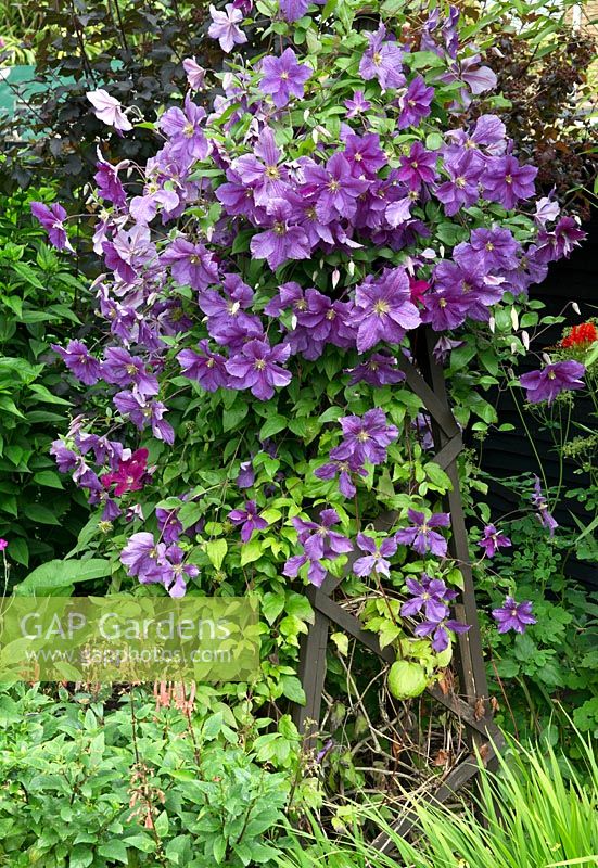 Clematis 'Dr Ruppel' with purple pink flowers in summer 