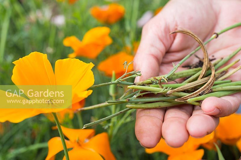 Gathering seed pods and seeds of Eschscholzia californica - California poppy