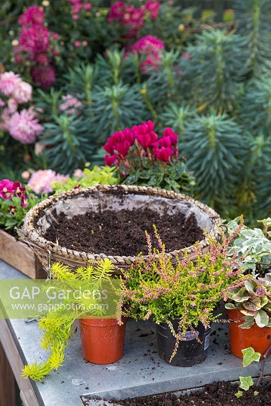 Pots of plants including Sedum rupestre 'Angelina', Calluna vulgaris 'Bonita', Origanum vulgare 'Aureum', Ajuga reptans 'Burgundy Glow', Viola 'Red Blotch', Variegated Ivy and Cyclamen persicum ready to be planted to create a winter hanging basket 