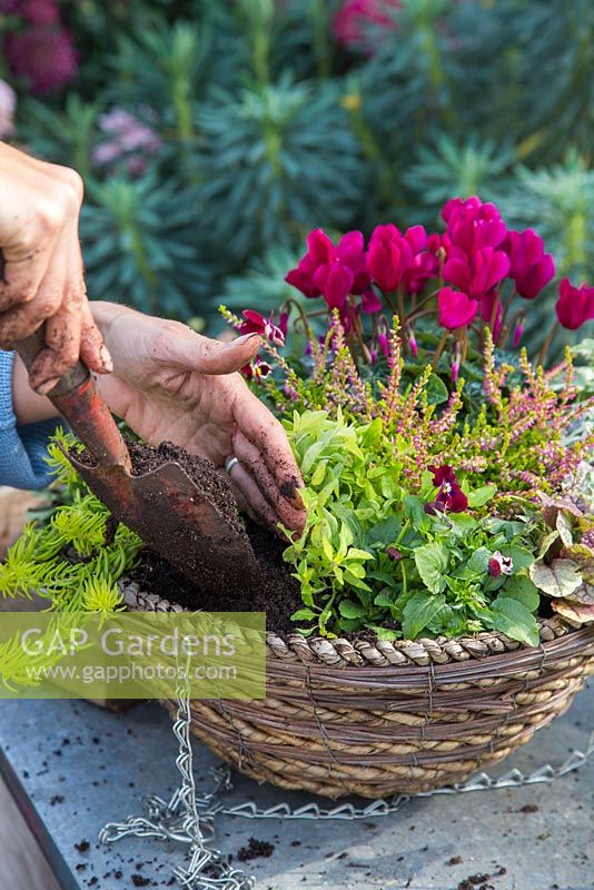 Filling in with compost