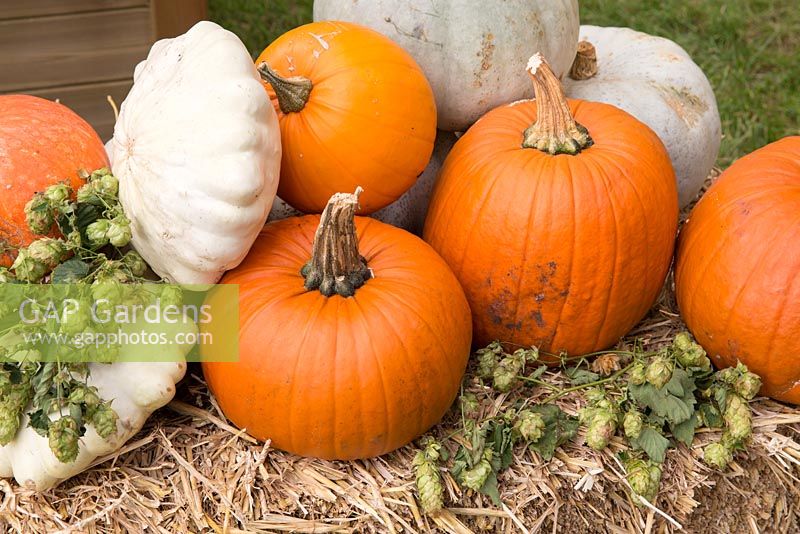 Malvern Autumn RHS show 2014 pumpkin 'Howden' and pattypan squash with hops