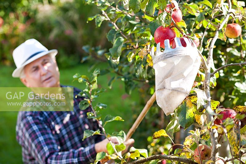 Man harvesting apples 'Relinda' using picker.