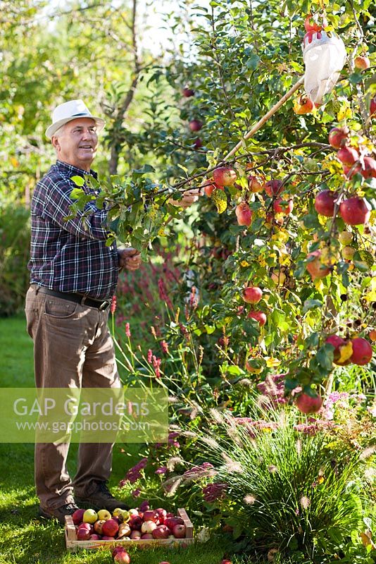 Man harvesting apples 'Relinda' using picker.