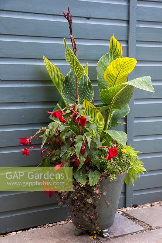 Container planted with training Lysimachia congestiflora 'Midnight Sun', Begonia, Canna, Ipomoea and Portulaca