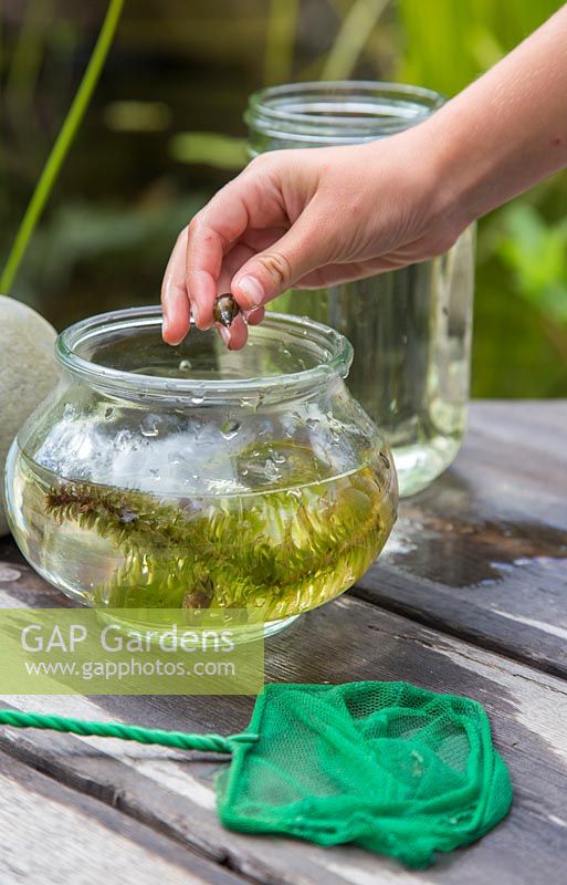 Young girl pond dipping in her garden. Placing a netted snail in glass jar