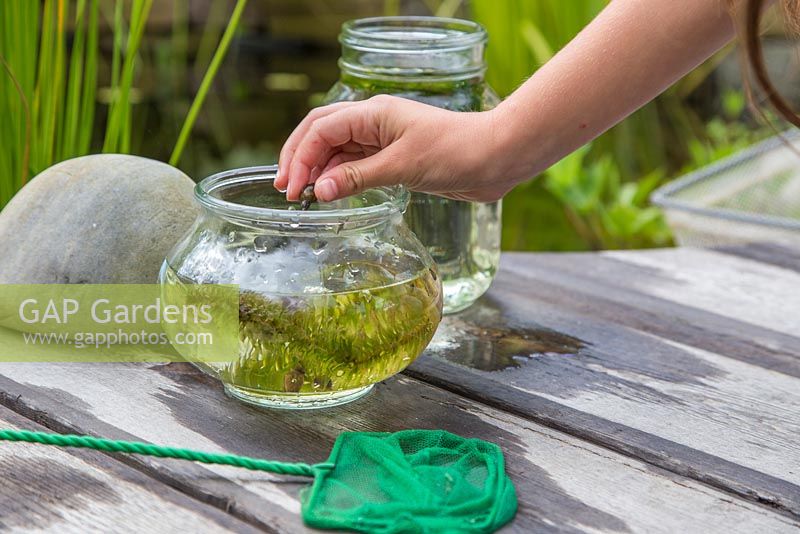 Young girl pond dipping in her garden. Placing a netted snail in glass jar
