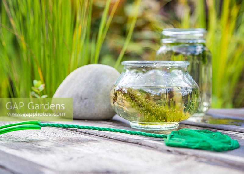 Pond dipping. Net and glass jars with pond life