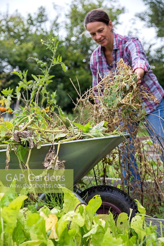 Woman clearing an allotment. Removing spent Peas from patch