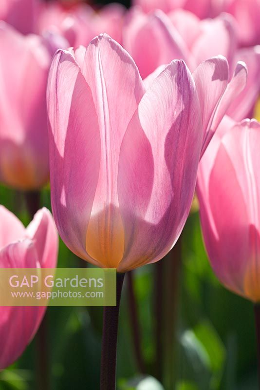 Tulipa 'Light and Dreamy' - Tulips