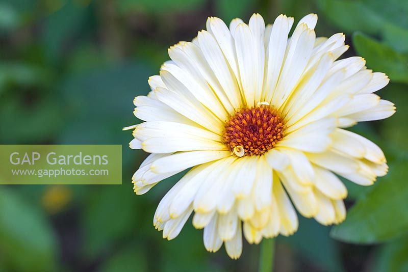 Calendula officianalis 'Art Shades'