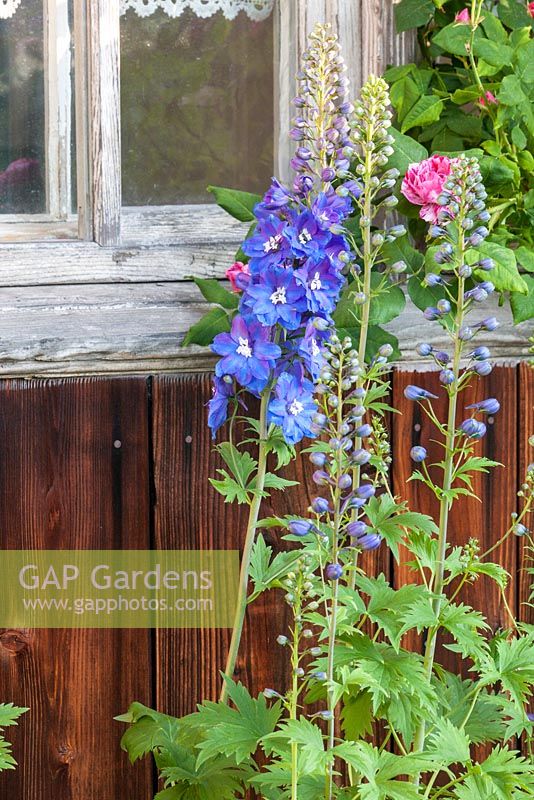 Rosa 'Ferdinand Pichard' and Delphinium Elatum-Group. 'Lanzentrager'. Delphinium and roses growing next to antique wooden window and wall of a garden house