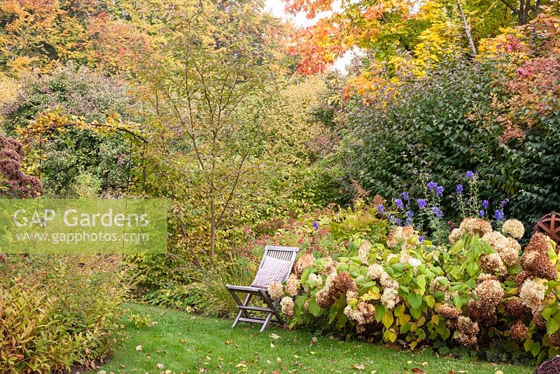 Autumnal garden with woodland planting and Acer platanoides, Aconitum carmichaelii var. wilsonii, Aster novi-belgii, Hydrangea arborescens 'Annabelle' and Pennisetum