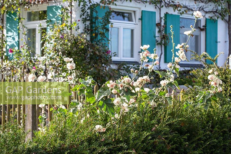 Scene from a cottage garden with picket fence and traditional house with shutters and wall trained fruit trees. Alcea 'Parkfrieden'