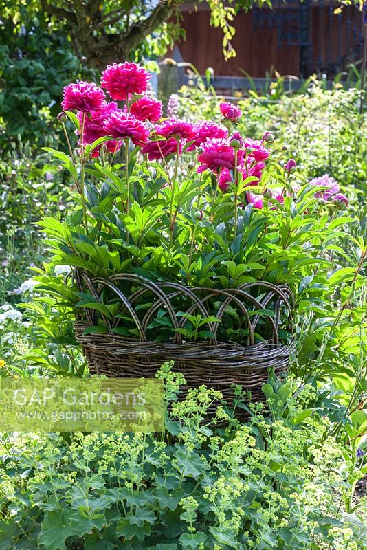 A bottomless woven willow basket makes a support for a peony surrounded by Alchemilla mollis