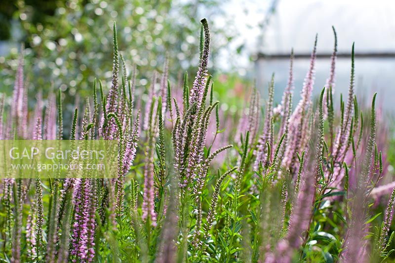 Veronica longifolia 'Rosea', Gabriel's Garden, Norfolk, July