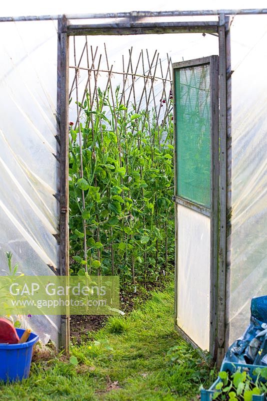 Sweetpeas in polytunnel at Gabriel's Garden, Norfolk. May