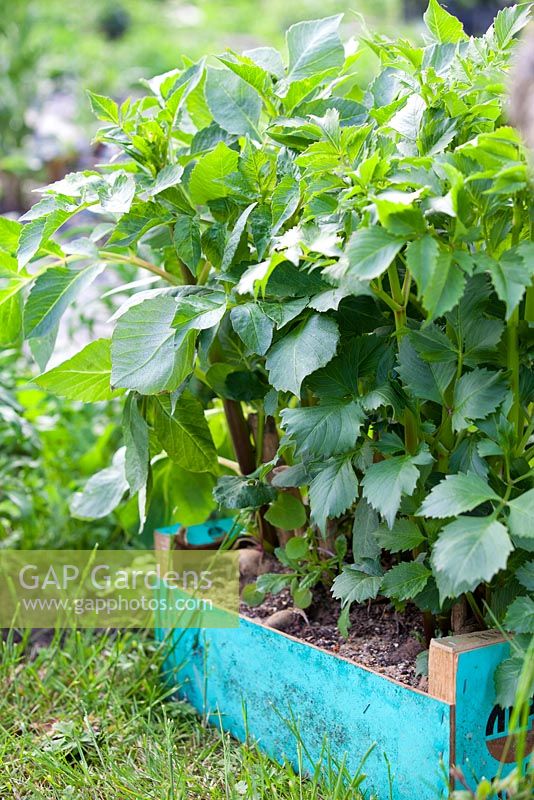 Dahlias in wooden crate waiting to be planted out in Gabriel's Garden, Norfolk. May