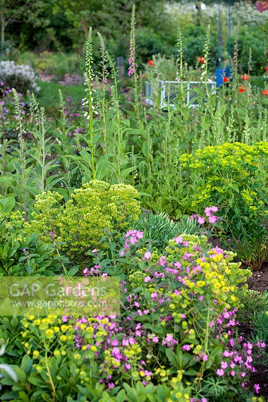 Euphorbia, Red Campion and Foxgloves in Gabriel's Garden, Norfolk. May, Spring.