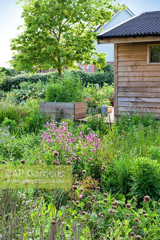 Gabriel's Garden, Norfolk. May, Spring. View of studio surrounded by cutting garden and herbs in raised beds.