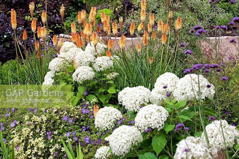 Kniphofia 'Tawny King' with Geranium 'Azure Rush', Hydrangea arborescens 'Annabelle' and Coreopsis verticillata 'Moonbeam'. Perennials and shrub association. July.