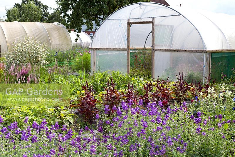 Polytunnel, Salvia viridis and Amaranthus tricolor 'Red Army' at Gabriel's Garden