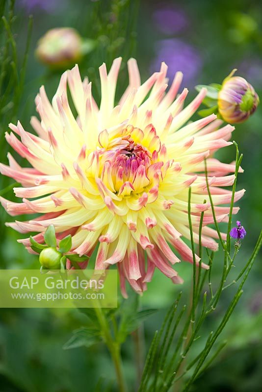 Dahlia 'Alfred Grille'