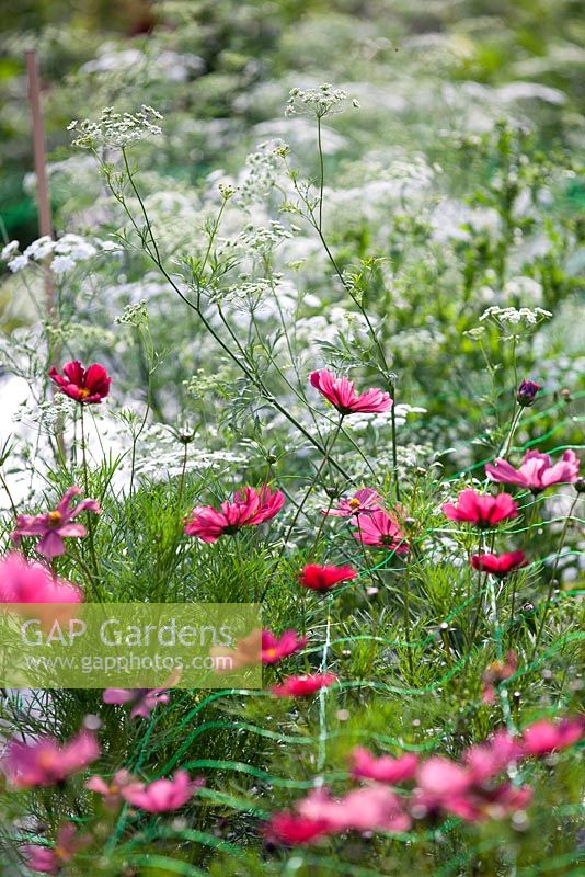 Cosmos 'Rubenza' and Ammi Majus