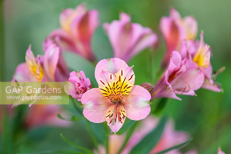 Alstromeria 'Selina' - Peruvian Lily