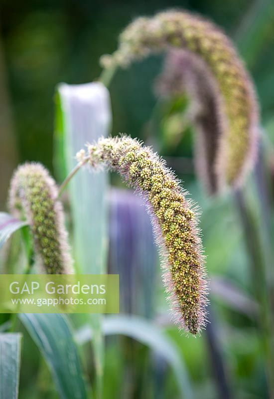 Setaria italica, Foxtail Millet 