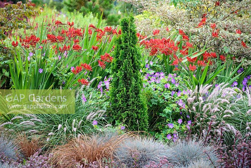 Mixed border with Thuja occidentalis Degroot's Spire at Foggy Bottom, The Bressingham Gardens. 