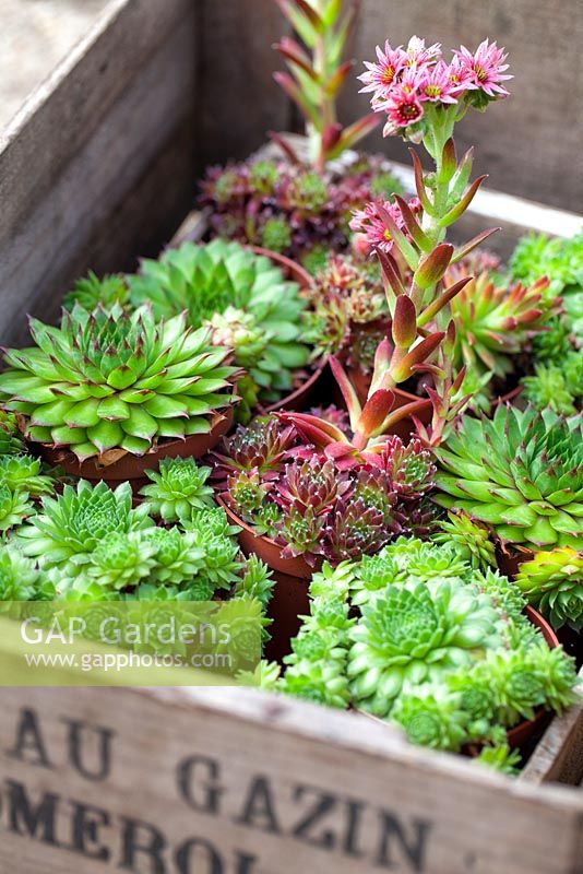 Sempervivums - House Leeks in vintage apple crate