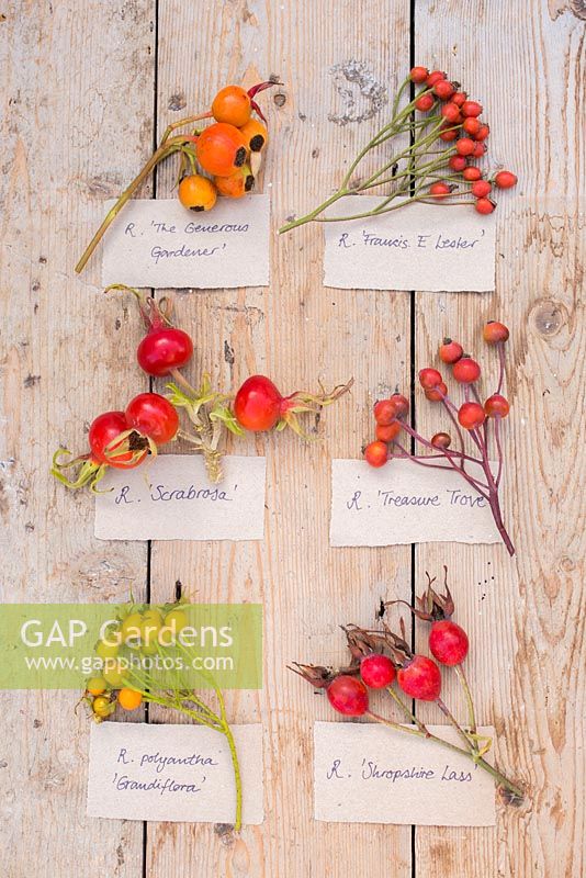 Collection of Rose hips from various Roses with labels. Rosa 'Francis E. Lester', Rosa 'Treasure Trove', Rosa 'Shropshire Lass', Rosa 'The Generous Gardener', Rosa 'Scabrosa' and Rosa polyantha 'Grandiflora'.