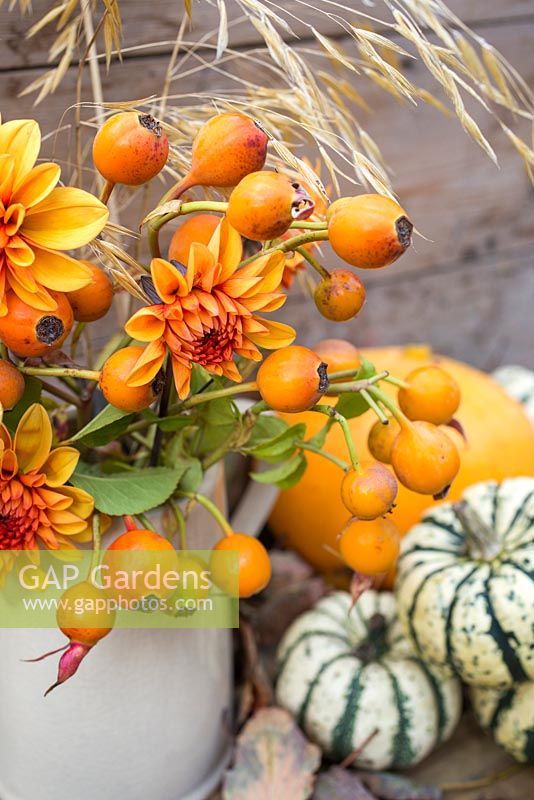 Autumnal floral display of rose hips from Rosa 'The Generous Gardener'.