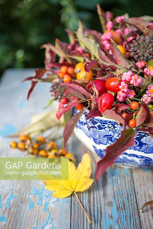 Autumnal floral display of euonymus - spindle with foliage, rose hips and hedera - ivy in a blue and white bowl.
